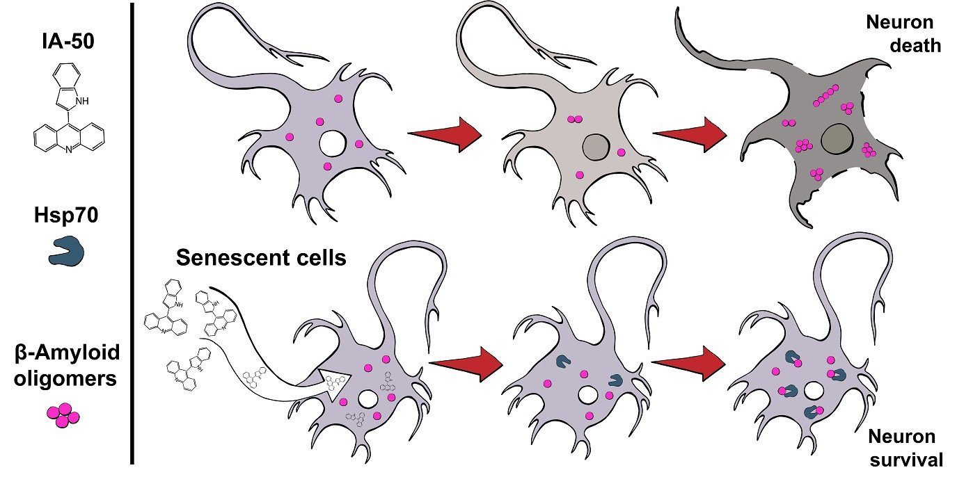 Scientists have studied a drug that prevents the development of Alzheimer's disease in aging neurons